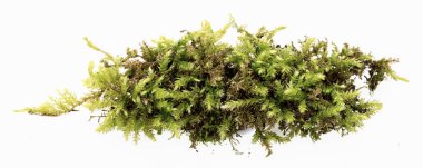 Beyaz arkaplanda yeşil yosun izole edildi