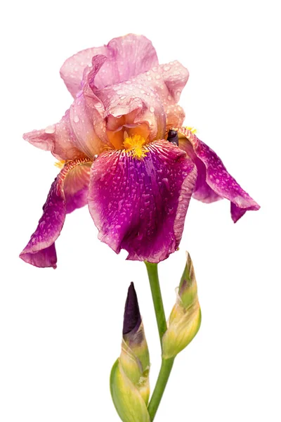 Flor Iris Color Amarillo Púrpura Húmedo Aislada Sobre Fondo Blanco —  Fotos de Stock