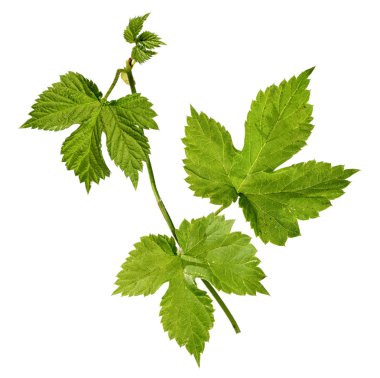 izole üzerinde beyaz arka plan yeşil hop kalkıyor