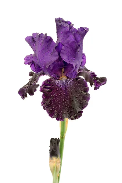 Inchiostro Umido Colore Viola Blu Iris Fiore Isolato Sfondo Bianco — Foto Stock