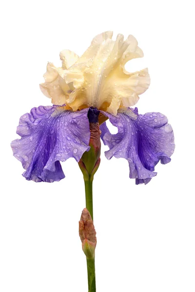 Umido Fiore Iris Blu Giallo Isolato Sfondo Bianco — Foto Stock