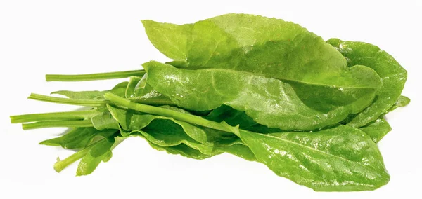 Sorrel Leaves Isolated White Background — Stock Photo, Image