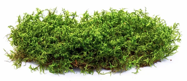 Green Moss Isolated White Background — Stock Photo, Image