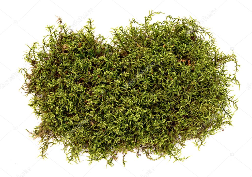 Green moss isolated on white background, top view