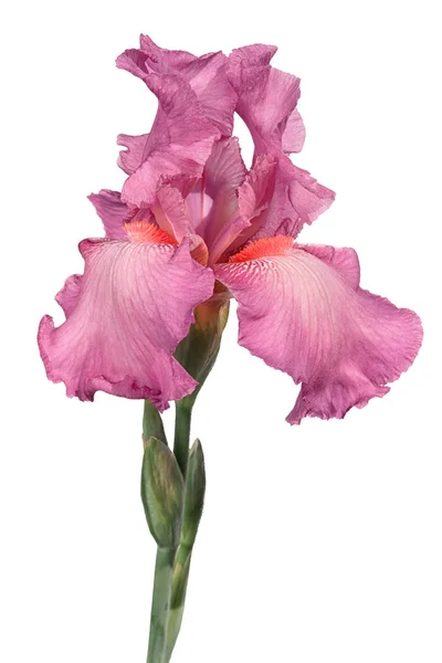 Iris Rosa Fiore Isolato Sfondo Bianco — Foto Stock