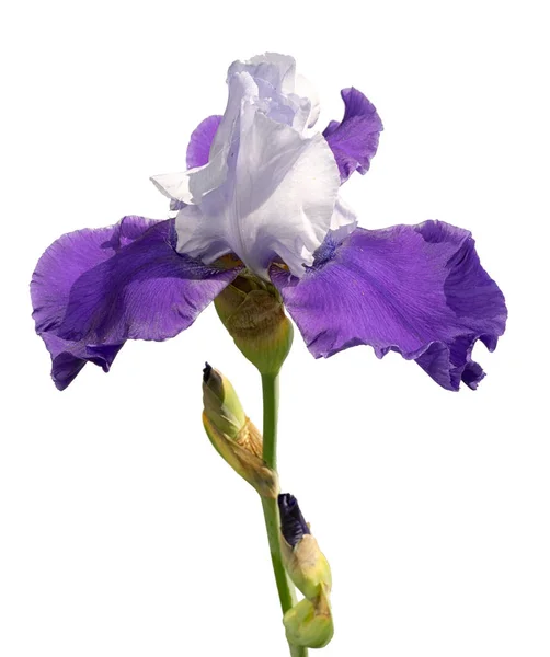 Fiore Iris Blu Bianco Isolato Sfondo Bianco — Foto Stock