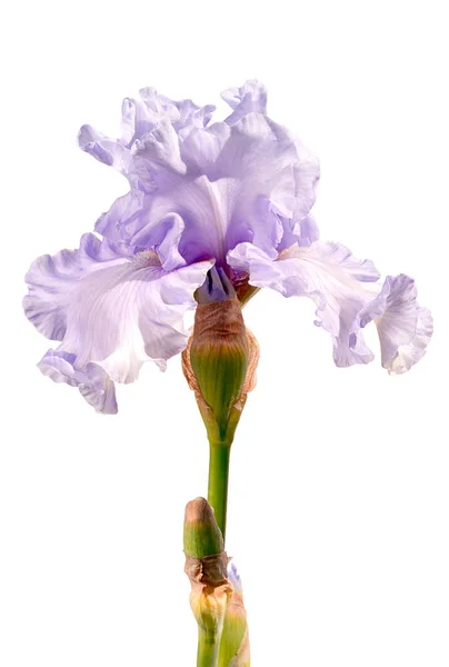 Ljus Silver Violetta Iris Blomma Isolerad Vit Bakgrund — Stockfoto