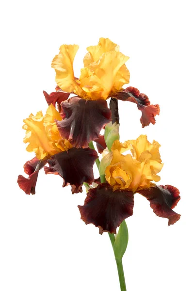 Grupo Tres Flores Iris Amarillo Marrón Color Raro Sobre Tallo —  Fotos de Stock