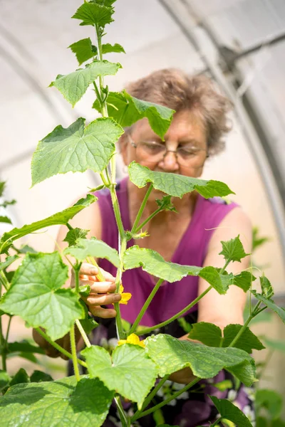farming, gardening, old age and people concept - senior woman checking cucumber plants at greenhouse on farm. agriculture farming small business owner concept.