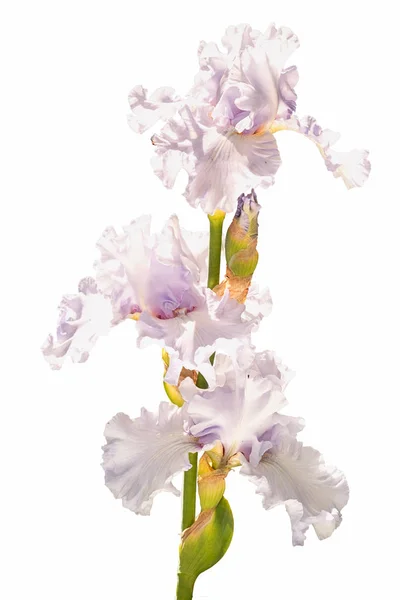 Tres Flores Iris Violeta Claro Plateado Aisladas Sobre Fondo Blanco —  Fotos de Stock