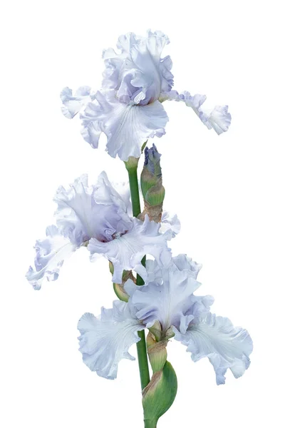 Μάτσο Τρία Λουλούδια Ασημένιο Φως Μπλε Ίριδα Που Απομονώνονται Λευκό — Φωτογραφία Αρχείου