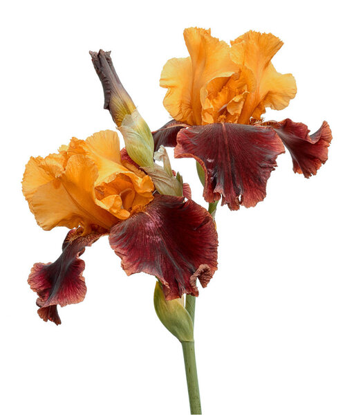 Bunch of two rare color yellow and brown iris flowers and bud isolated on white background