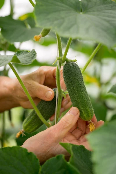 Woman Farmer Hands Picking Cucumber Close Hand Organic Farm — Stock Photo, Image