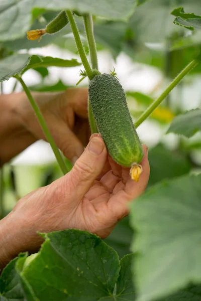 Близько Літньої Жінки Руки Збирають Огірки Здорове Харчування Концепція Садівництва — стокове фото