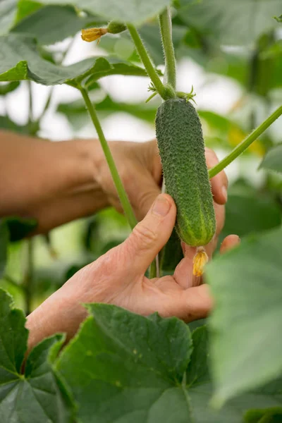 Close Elderly Woman Hands Picking Cucumbers Healthy Eating Gardening Agriculture — Stock Photo, Image