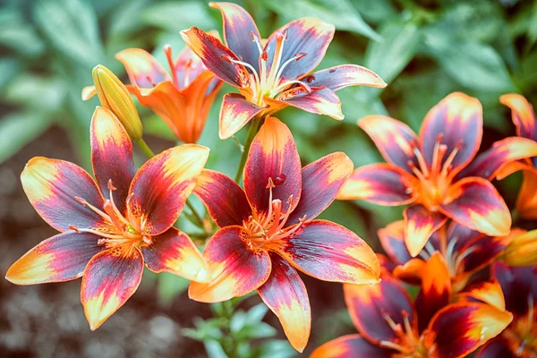 group of asiatic orange and red lilies in the garden
