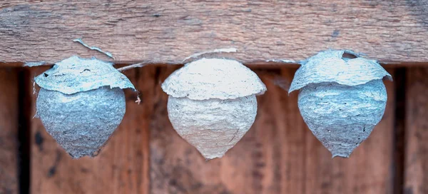 üç eski küçük arı yuvalarını bir ahşap duvar yan görünümü kapatın