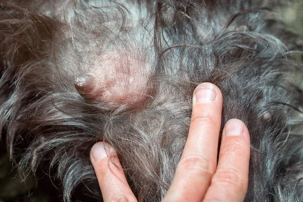 Die Hand Zeigt Mastitis Auf Der Brust Eines Tieres Das — Stockfoto