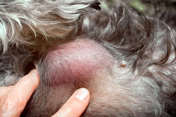 Main Vétérinaire Montre Des Métastases Sur Corps Chien — Photo