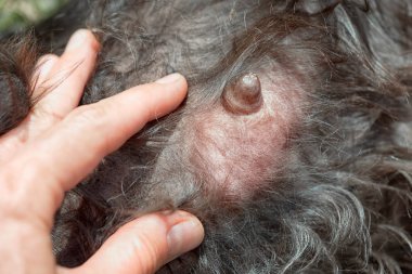 Veteriner kontrolden Metastazlari mastit bir hayvan, hayvan hastalıklarıyla ilgili kaygı kavramı göğüs üzerinde gösterir..