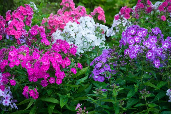 Phlox Flowers Garden — Stock Photo, Image
