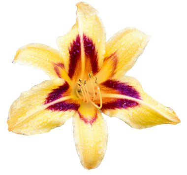 bir ıslak taze coğrafyada çiçek güzel ve beyaz arka plan üzerinde hassas