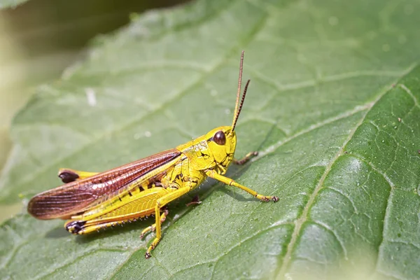 grasshopper in nature, sitting on a green leaf