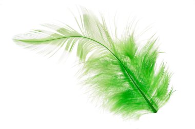 Beyaz arka plan üzerinde izole yeşil kuş tüyü
