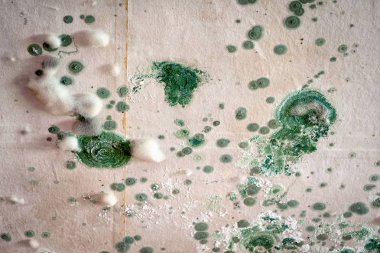 concentric circles of thickets of two kinds of mold on the ceiling, green and white. dampness and poor indoor conditions lead to the appearance of fungus. clipart