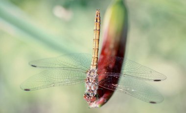 Yusufçuk doğada, lily bud üzerinde oturan kapatmak kadar üstten görünüm