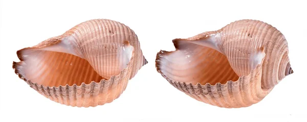 两个不同角度的贝壳在白色背景下被隔离 — 图库照片