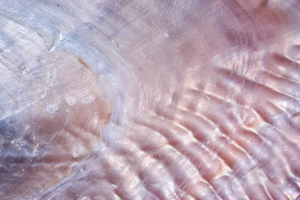 Luxus Nacre Seashell Háttér Textúra Közelről — Stock Fotó