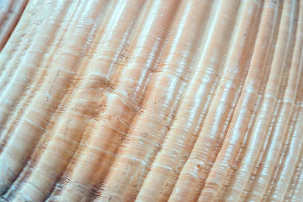 Doğal Doku Arka Plan Deniz Kabuğu Parçası Yakın Çekim — Stok fotoğraf