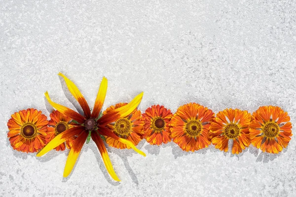 Rámec Ohraničení Podzimní Oranžové Květy Helenium Jesenní Rudbeckia Stříbrném Poli — Stock fotografie