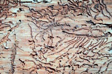 kabukları böcek tüneller kabuğu altında tuhaf bir desen oluşturmak