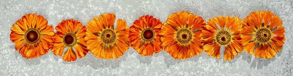 Border frame from autumnal orange flowers, helenium autumnale on a silver background, top view.
