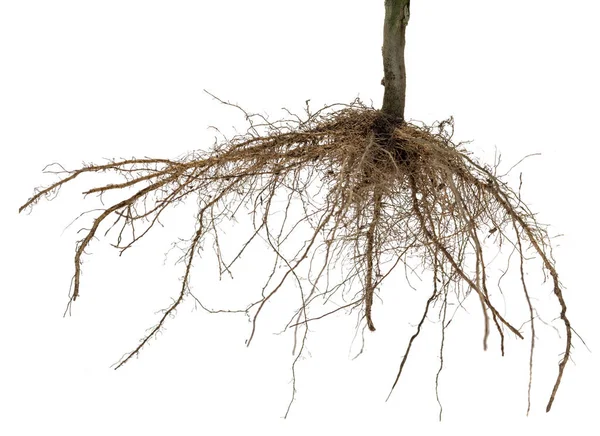Root hairs Stock Photos, Royalty Free Root hairs Images | Depositphotos Root hairs Stock Photos, Royalty Free Root hairs Images | Depositphotos