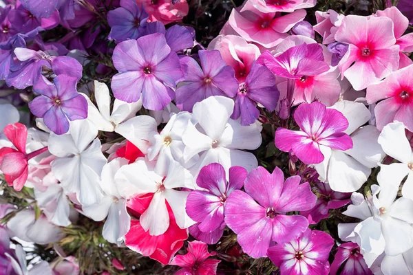 Bir yatakta bir bahçede çiçek açması phloxes kapatın. Parlak çiçek açması miksborder.