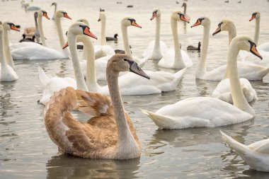 Beyaz Grup ve broun genç kuğular gölde
