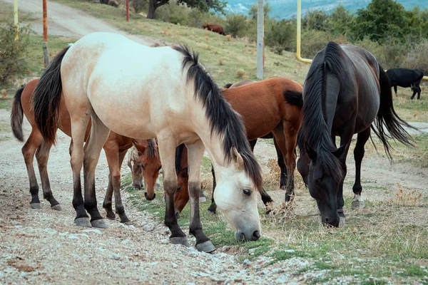 Grupo Cavalos Vidros Perto Estrada — Fotografia de Stock