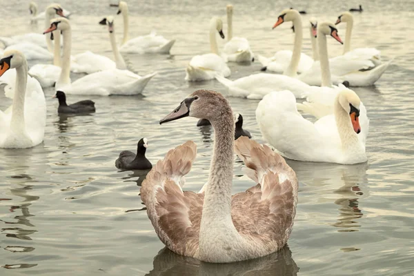 Gruppe Weißer Und Brütender Junger Schwäne Auf Dem See — Stockfoto