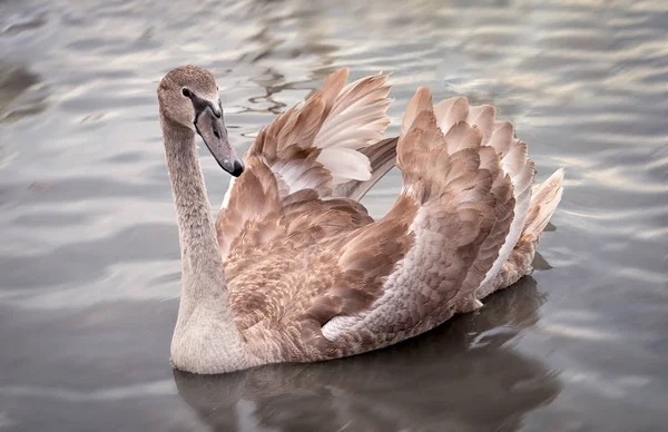 One Young Swan Broun Feathers — Stock Photo, Image