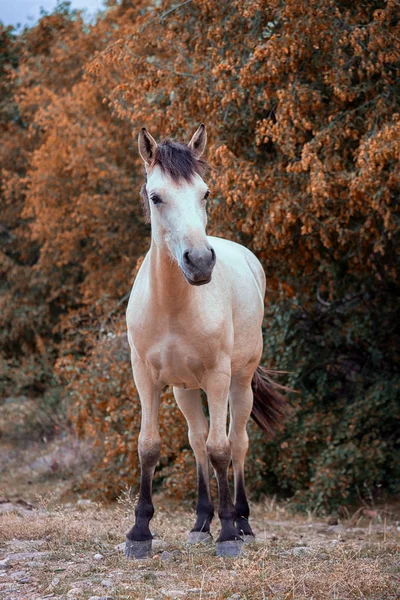 Cavalo Branco Livre Perto Das Árvores Outonais Retrato Tamanho Real — Fotografia de Stock