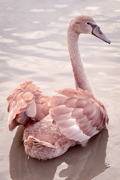 Ein Junger Schwan Mit Brünetten Federn Nahaufnahme Porträt Von Hinten — Stockfoto