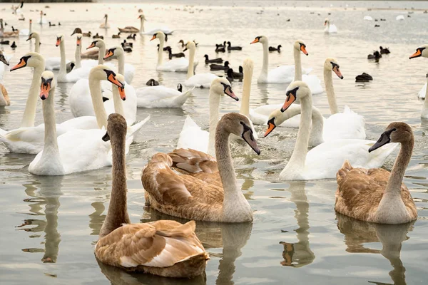 Gruppe Weißer Und Brütender Junger Schwäne Auf Dem See — Stockfoto