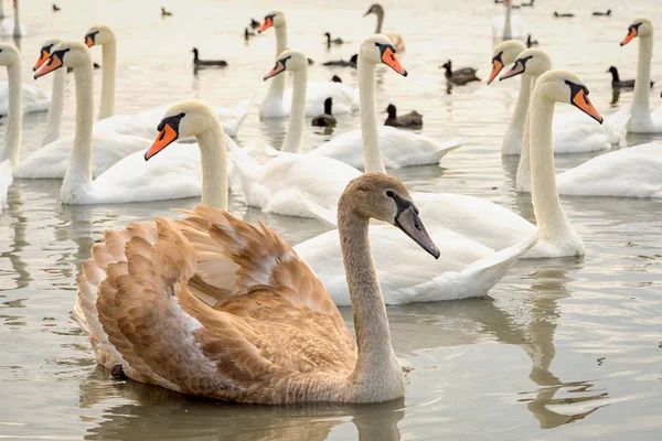 Gruppe Weißer Und Brütender Junger Schwäne Auf Dem See — Stockfoto