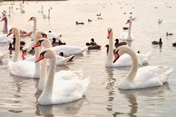 Gruppe Weißer Schwäne Auf Dem See — Stockfoto