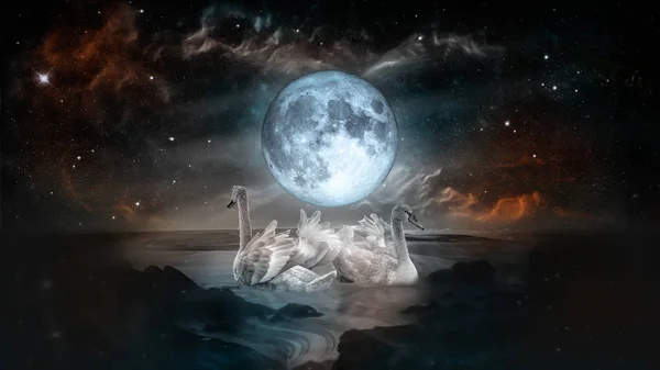 Para Białe Łabędzie Taniec Krajobraz Morze Noc Pełnia Księżyca Galaktyki — Zdjęcie stockowe