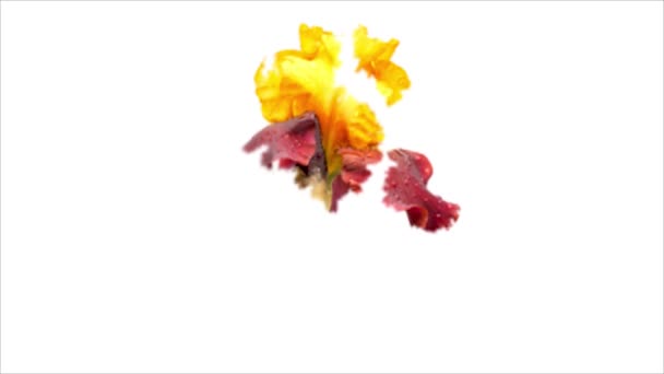 白い背景の水彩画スポット アニメーションの外観上分離のアイリスの花 — ストック動画