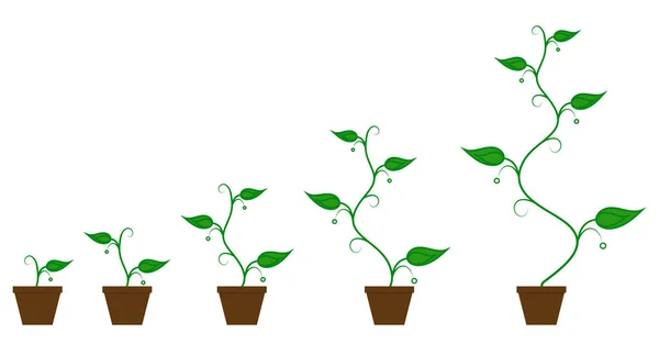 Ilustración Vectorial Conjunto Iconos Verdes Fase Crecimiento Las Plantas Una — Vector de stock